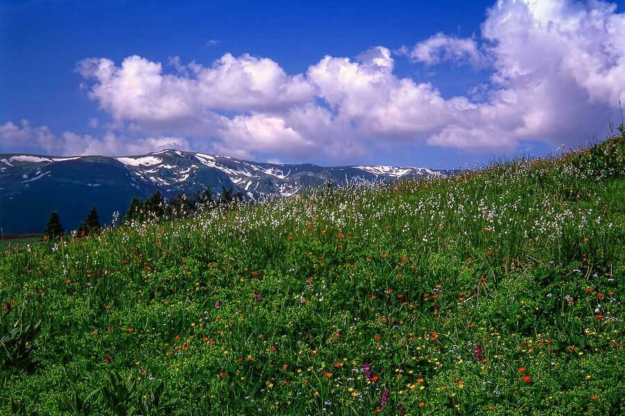 Kotvičník (Tribulus) - extrakt z rostliny 880 mg