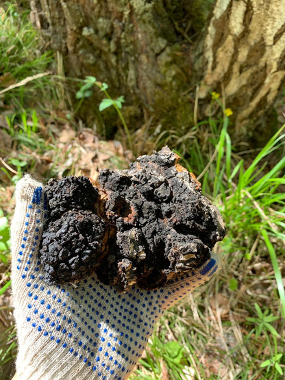 Instantní káva s Reishi