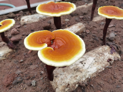 Instantní káva s Reishi